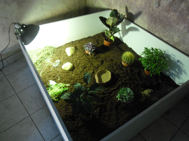 Voila mon nouveau terrarium pour ma sulcata !!!!! 24tkk5