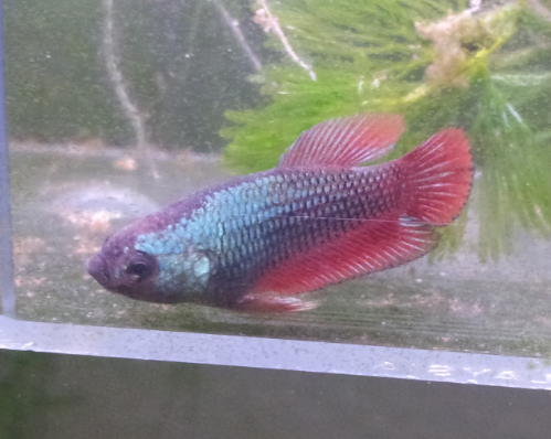 betta PKDT red dragon X PKHM dragon - Page 3 30x9fv