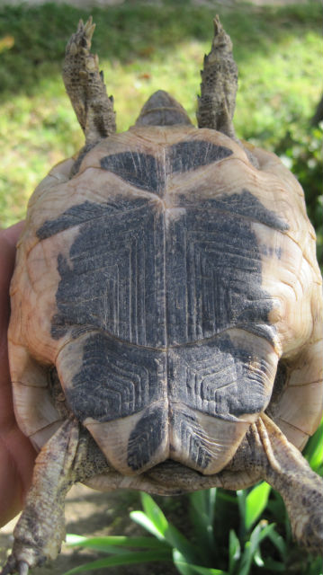 identification tortue de terre 240j0r