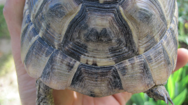 identification tortue de terre 249y1k