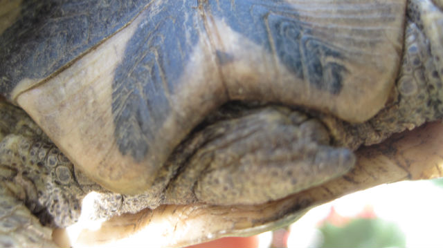 identification tortue de terre 24aanr