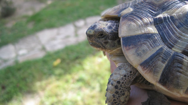 identification tortue de terre 24x03x