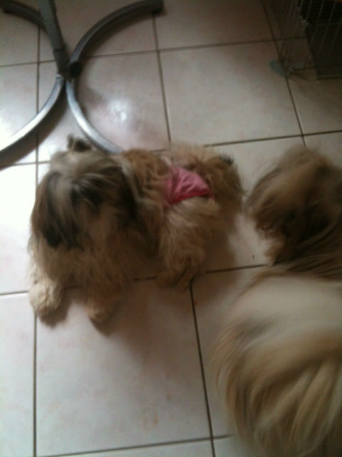 Des pikits shih tzu attendus pour mi mai ! - Page 6 28uh1w