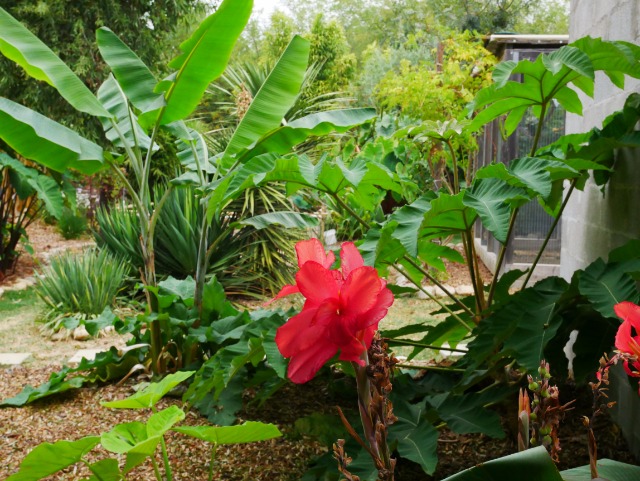 les plantes à droite à gauche! 101l88