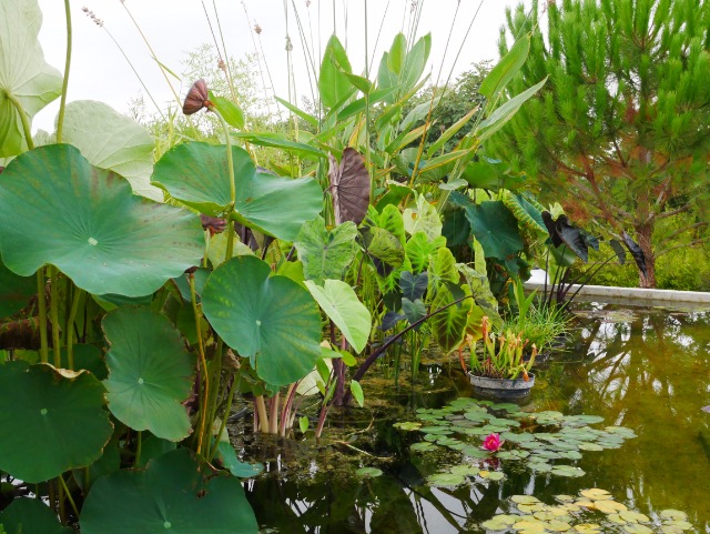 les plantes à droite à gauche! 10db19