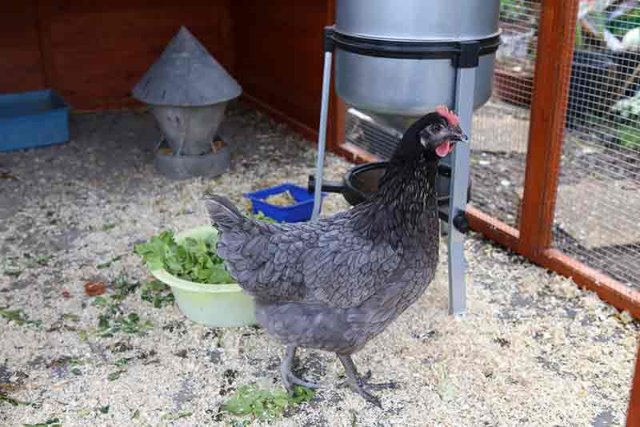 Pondoir vidé de sa paille par les poulettes