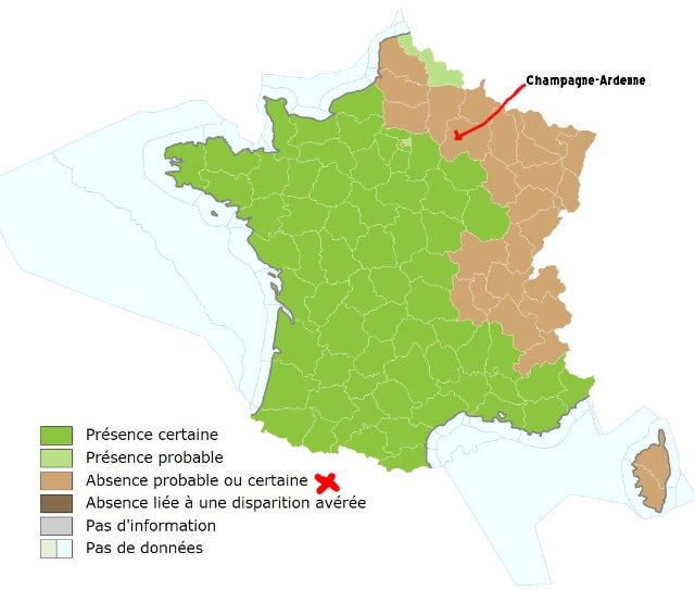 plus d hirondelles dans le ciel et dans les nids 20msk1