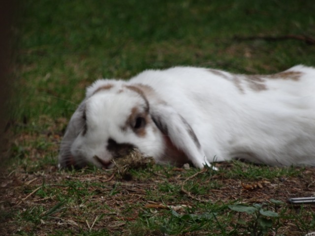 les aventures de Tui le lapin crétin :) coupe d'hiver! - Page 33 27bpad