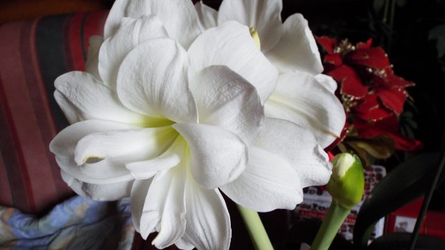 orchidées et fleurs d'hiver 18fw5i
