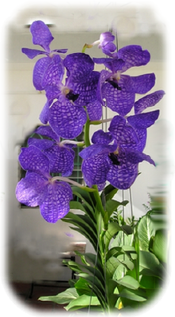 orchidées et fleurs d'hiver 20g51f