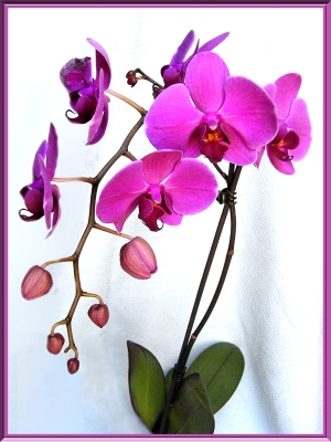 orchidées et fleurs d'hiver 20mg94