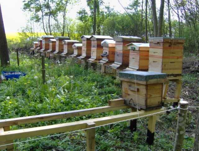 Pour sauver nos amies les abeilles... 06r6yf