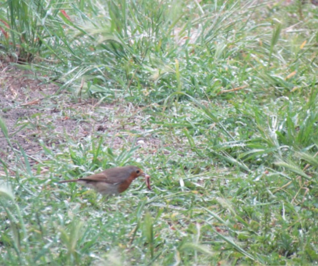 Oiseaux dans mon jardin... 07yjem