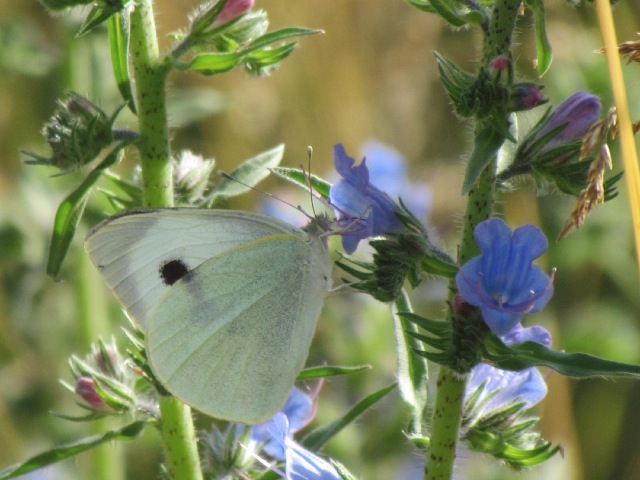  papillons sur nos fleurs  - Page 2 103xg0