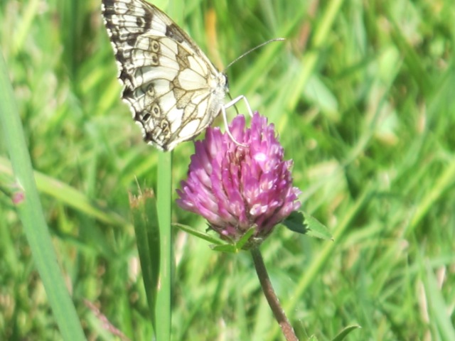  papillons sur nos fleurs  - Page 2 104x1a