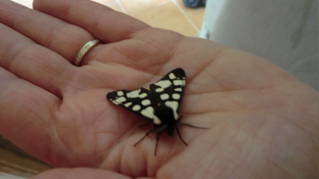  papillons sur nos fleurs  10lmye