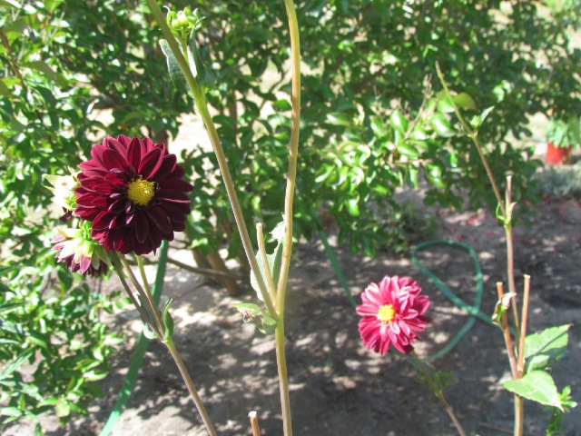  Dahlia 257pdl