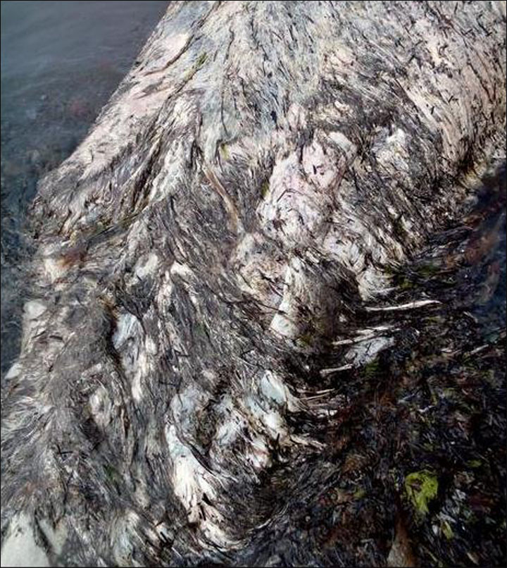 Les restes d'un "monstre marin" retrouvés sur une plage russe Inside_hairy_back