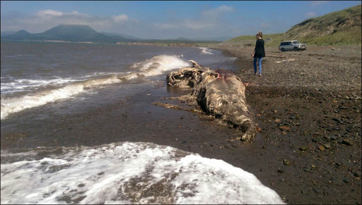 Les restes d'un "monstre marin" retrouvés sur une plage russe Inside_hairy_dolphin_GV