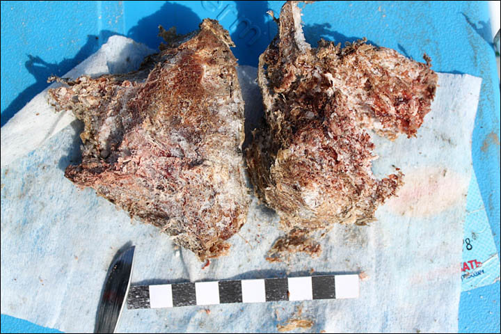 ¡Sangre líquida en los restos de un mamut! Inside%20muscles%20two%20pieces