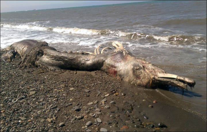 Les restes d'un "monstre marin" retrouvés sur une plage russe Information_items_3172