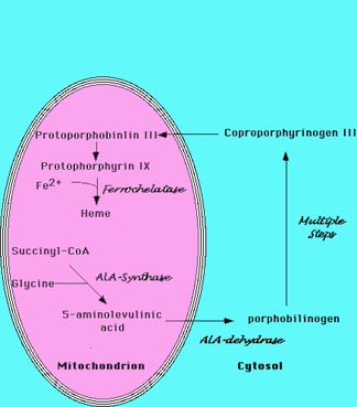 clinical pathology ........1 Hemesynthesis