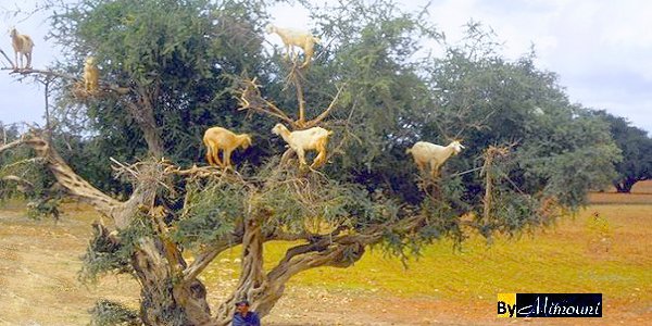 L'Arganier le celeste arbre Marocain qui refuse de migrer Arganier_2