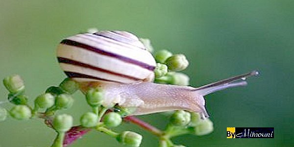 La culture des escargots Escargot_marocain_1