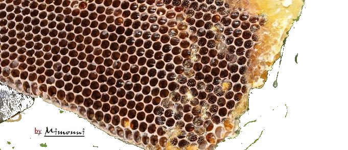 Le miel de thym stimulant des fonctions corporelles Miel