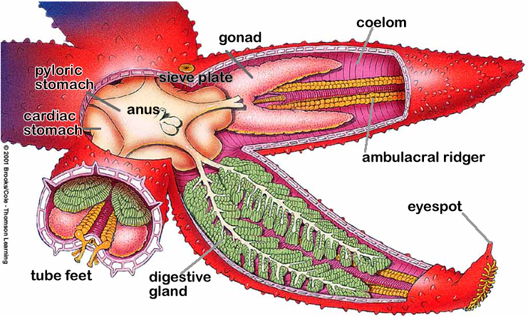 اللافقاريات البحرية: Starfish2