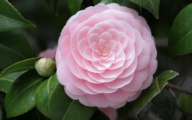 Palabra y Imagen - Página 34 Camelia-rosa