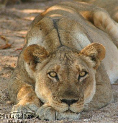 Bekijk een karakter blad Puku-lioness