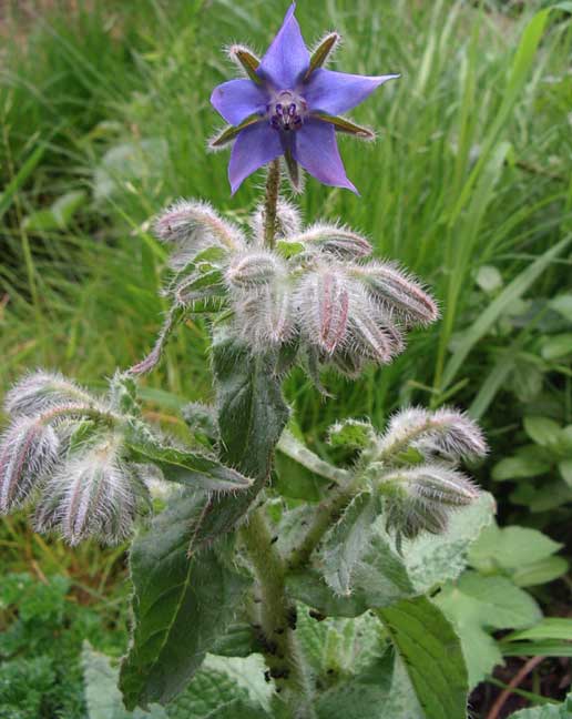  نبات الحمحم ،نبات لسان الثور .. Borage-001