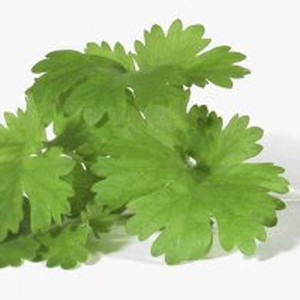 لا تقل لى ان الكزبرة نبات ودواء ايضا Coriander2-300x300