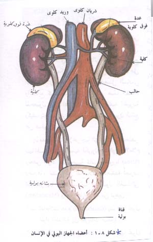 أمراض الكلى.. أسبابها وطرق علاجها 14102010-ede0e