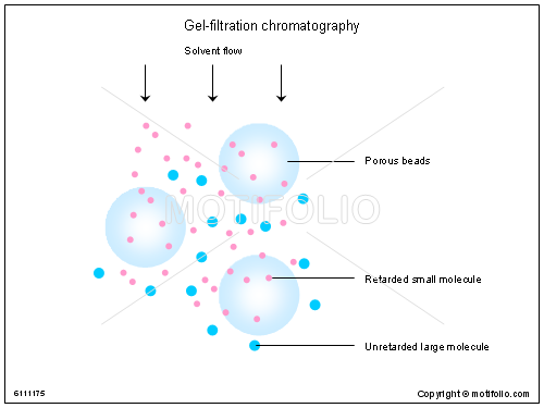 Obtenir Gel Filtration (1.0) Activateur A Imac De Mediafire Gel-filtration-chromatography-6111175