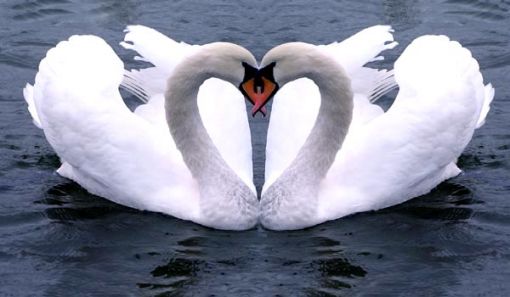 Promenade avec ma fille.... Cygnes