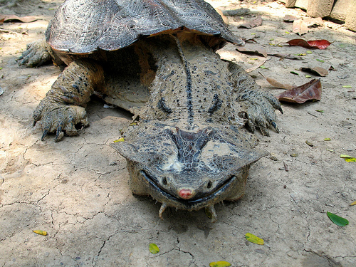 18 Animales Que Probablemente No Sabías Que Existían Mata-mata