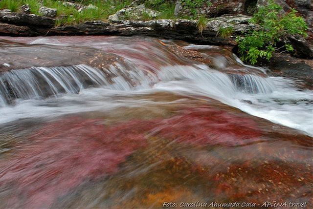 رنگین کمان رودخانه کلمبیا Rainbow%20river%2015