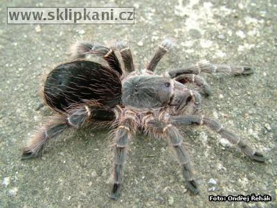 Ficha Tarantulas autoctonas Argentinas. (x Septum) Eupalaestrus_weijenberghi-862