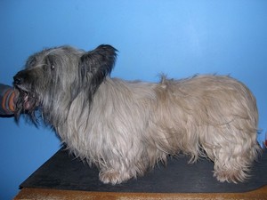 un SKYE TERRIER  l'adoption Avanttoilettage