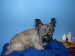 un SKYE TERRIER  l'adoption Thor6