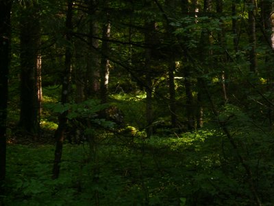 Wald um La Push