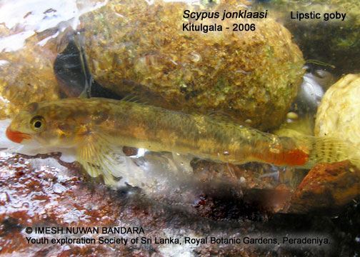 Sicyopus jonklaasi vs Sicyopus rubicundus Jonklassi