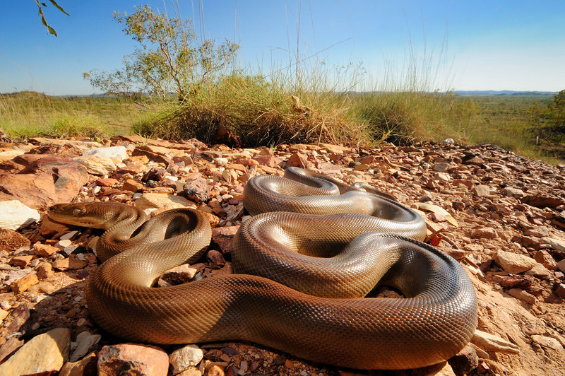 Australia November 2010 field herping FULL POST! PART 2 1118148441_MmnvG-L