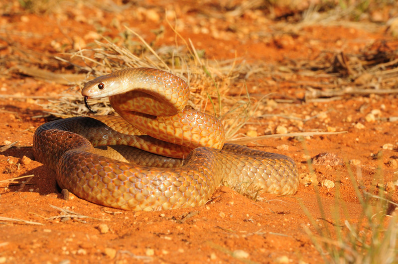 Australia November 2010 field herping FULL POST! PART 2 1118155949_Fwfu9-L