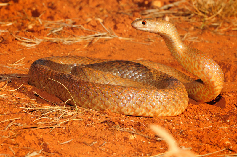 Australia November 2010 field herping FULL POST! PART 2 1118157286_D3HDt-L