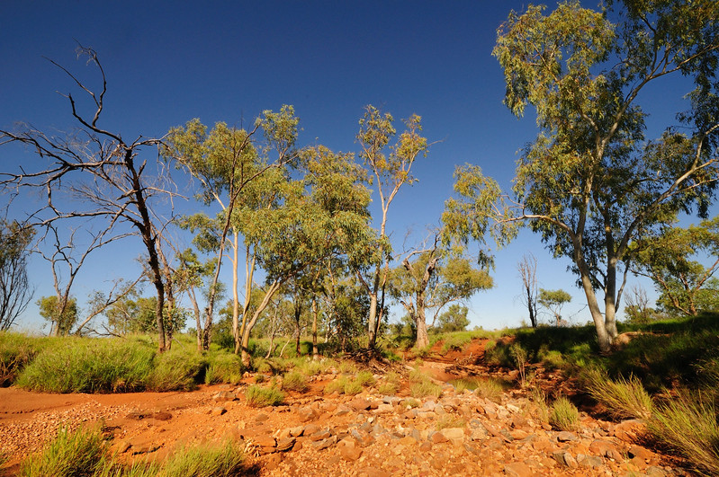 Australia November 2010 field herping FULL POST! Part 3 Landscapes 1118164658_zxEr7-L