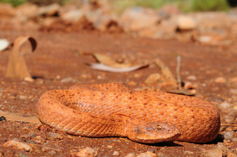 Australia November 2010 field herping FULL POST! PART 2 1118169398_cfcnQ-L