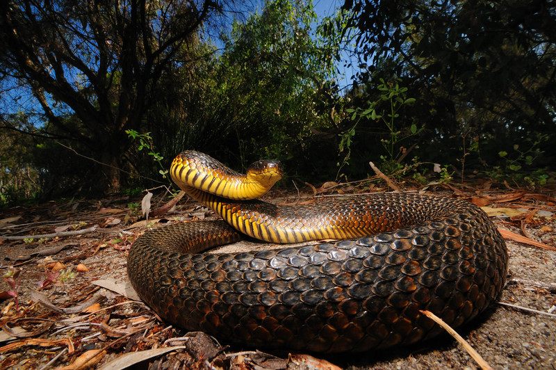 Australia November 2010 field herping FULL POST! PART 2 1118179472_CGWtZ-L